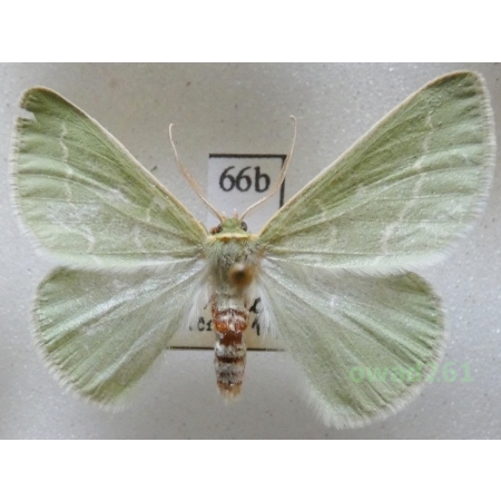 Thetidia smaragdaria (Fabricius, 1787) Czech66b